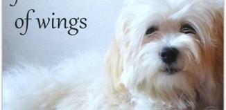 Latest Sayings About Losing A Dog - funny jokes