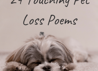 Pet loss poems