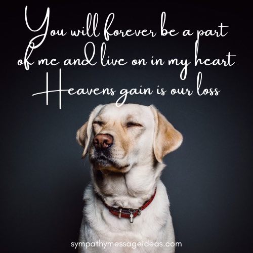 comfort quote for loss of dog
