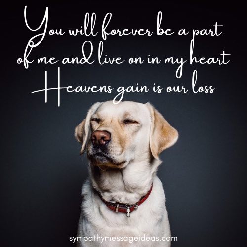 57 Heartbreaking Loss Of Dog Quotes Images Comforting Ways To Remember Your Pal Sympathy Card Messages