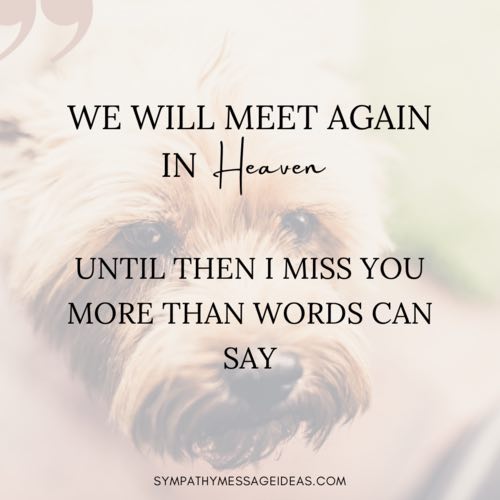 comforting dog loss quote
