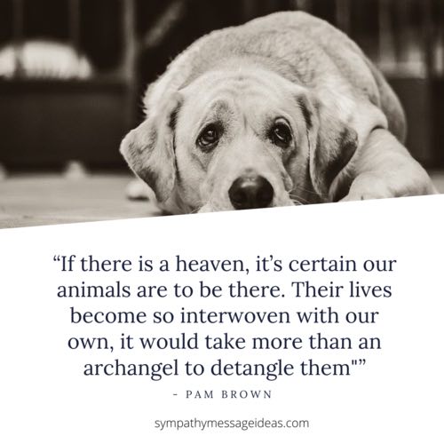 are there dogs in heaven