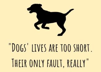 dogs loss quote dogs lives are too short