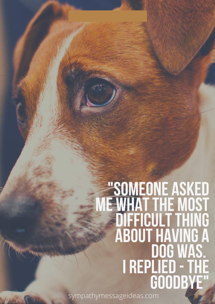 57 Loss of Dog Quotes & Images: Comforting Ways to Remember your Pal -  Sympathy Message Ideas