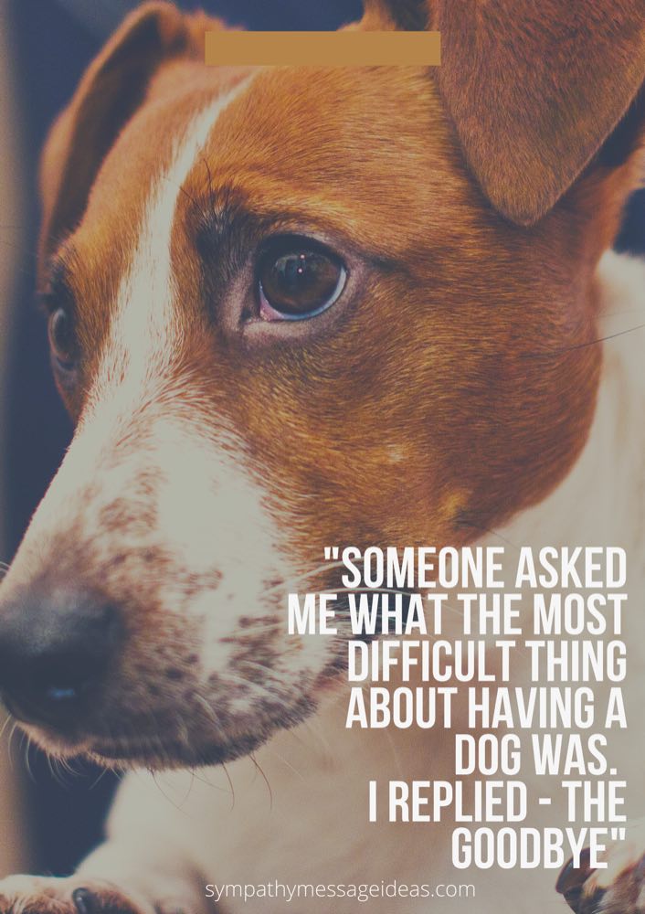 57 Heartbreaking Loss of Dog Quotes & Images Comforting