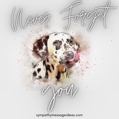 can a dog forget you