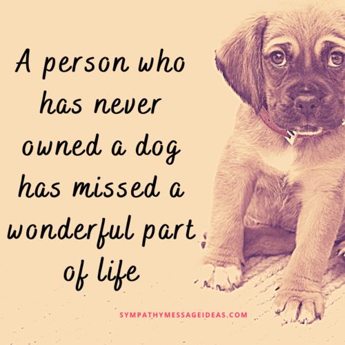 57 Heartbreaking Loss Of Dog Quotes Images Comforting Ways To Remember Your Pal Sympathy Card Messages