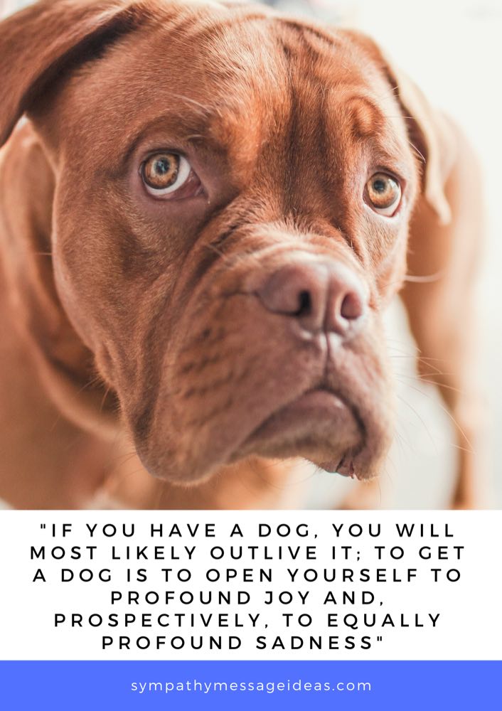 the joy of a dog quote