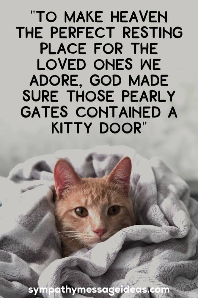 41 Heartfelt Loss of Cat Quotes and Images - Sympathy Message Ideas