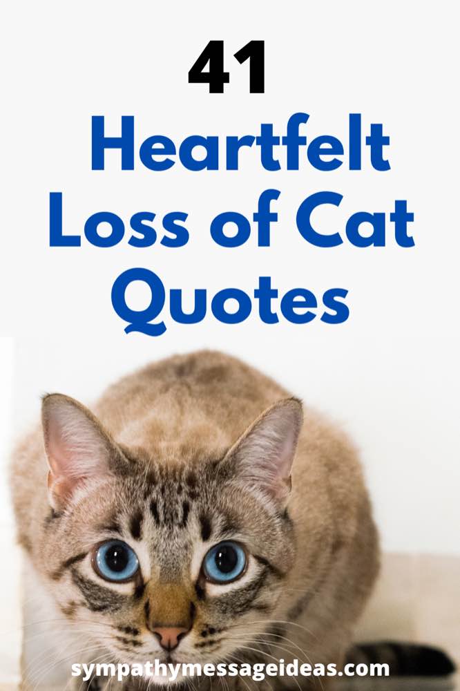 loss of cat quotes