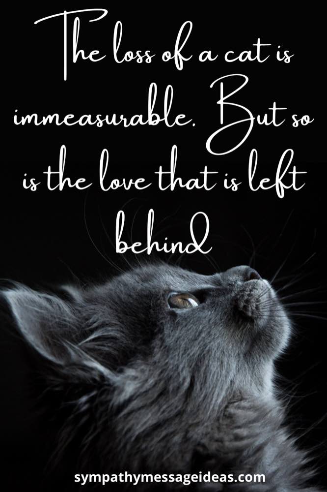 41 Heartfelt Loss of Cat Quotes and Images - Sympathy Card Messages