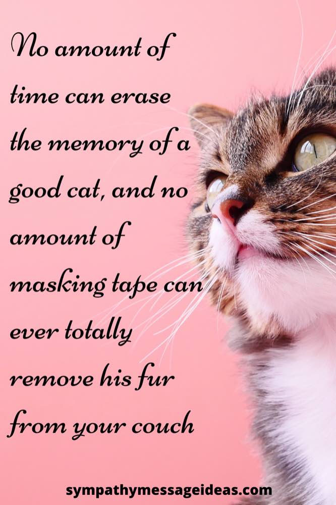 41 Heartfelt Loss of Cat Quotes and Images Sympathy Message Ideas