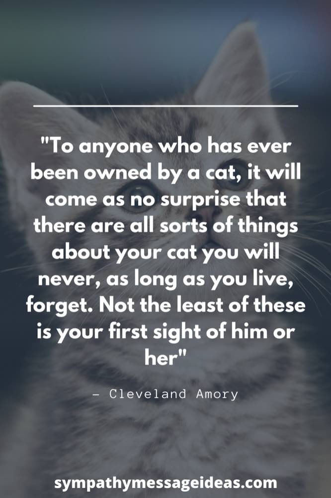 41 Heartfelt Loss of Cat Quotes and Images - Sympathy Message Ideas