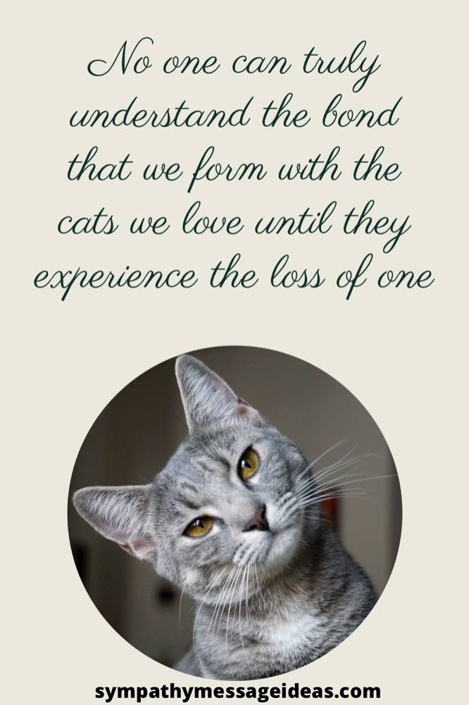 41 Heartfelt Loss of Cat Quotes and Images - Sympathy Message Ideas