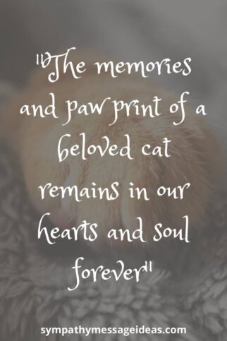 41 Heartfelt Loss of Cat Quotes and Images - Sympathy Message Ideas