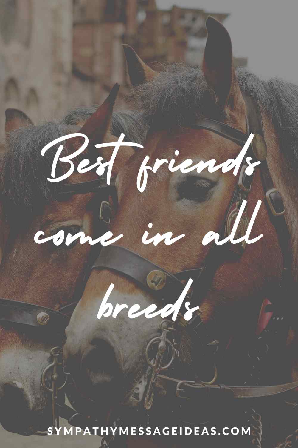 best friends come in all breeds quote