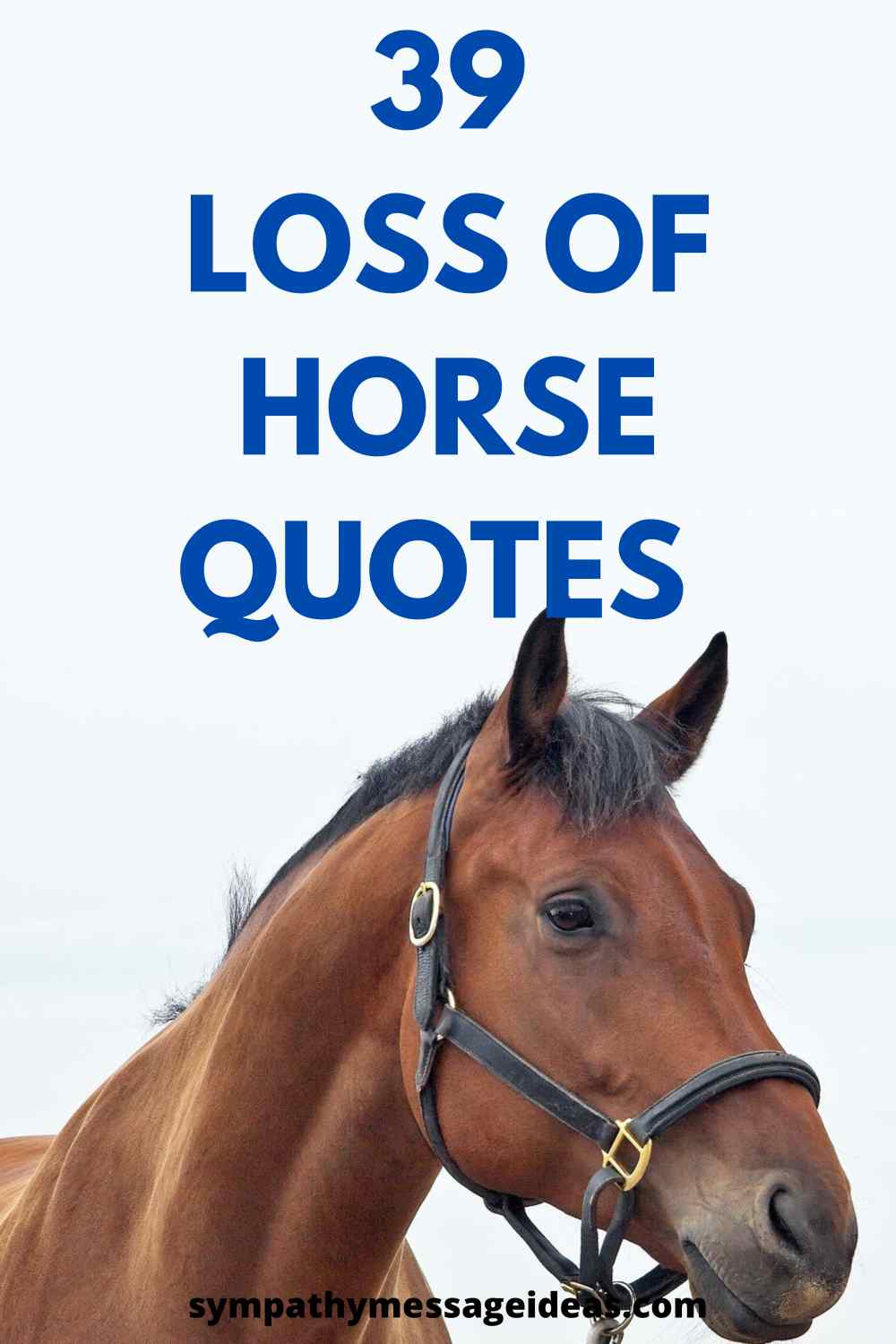 loss of horse quotes