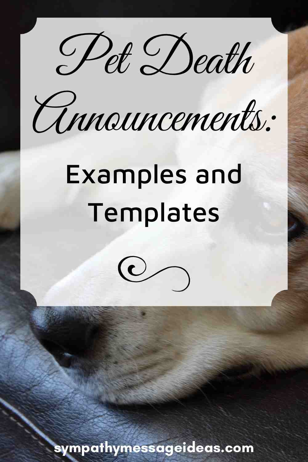 pet death announcement examples and templates