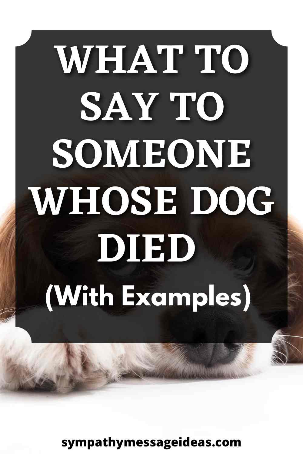 what to say to someone whose dog died