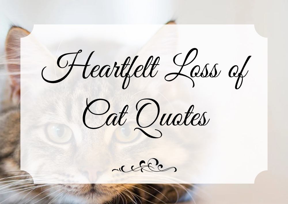 loss of cat quotes