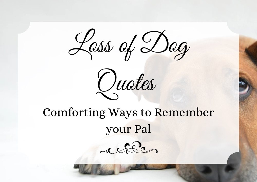 loss of dog quotes front