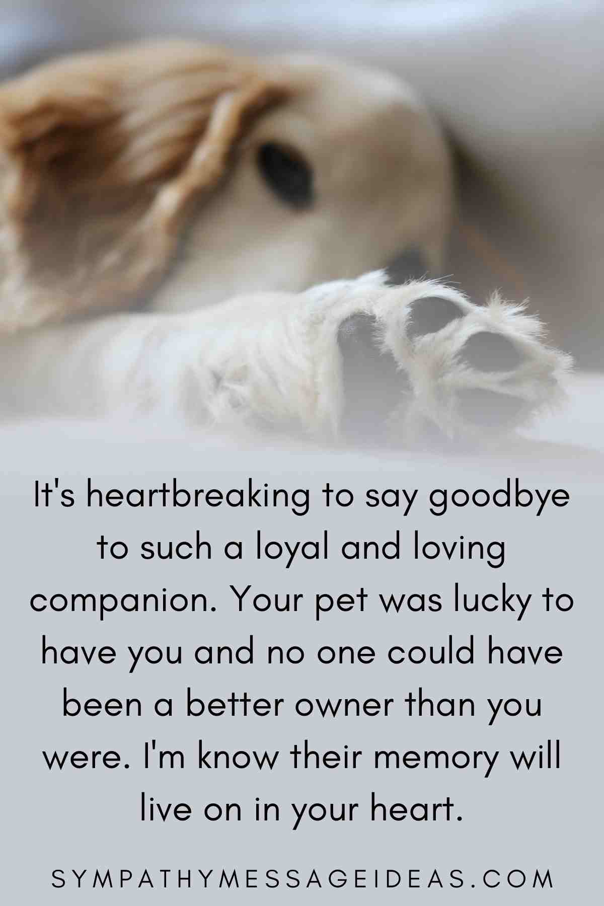 words of comfort for euthanizing a pet